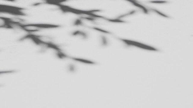 interior wall studio of moving leaves, sunlight, natural shadows overlaid on a white background.Summer concept	