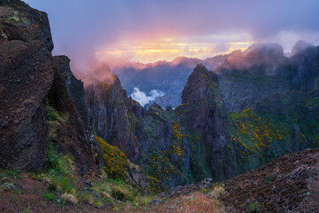 Fototapeta premium Mountains on sunset covered in fog and clouds with blooming Cytisus shrubs. Near Pico de Arieiro , Madeira island, Portugal