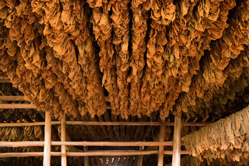 Cuba, Vinales Valley. Tobacco farms, cigar production. Tobacco storage and drying warehouse. ...