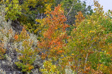 Fall Colors in Glacier View AK