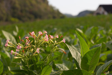 Cuba, Vinales Valley. Tobacco farms, cigar production. Tobacco flowers and leaves. 2016-04-08