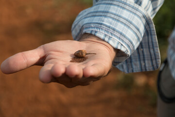 Cuba, Vinales Valley. Tobacco farms, cigar production. Tobacco seeds. 2016-04-08