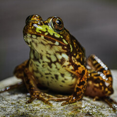 frog on the ground