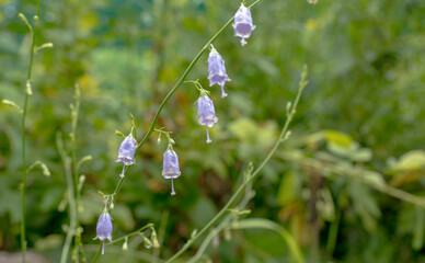 小さくてかわいいツリガネニンジンの花