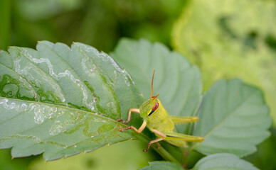 葉っぱの上のバッタ