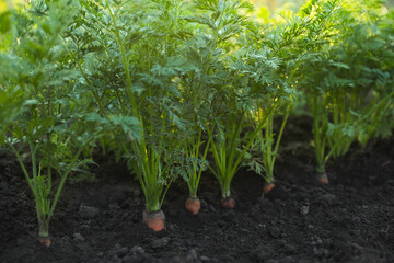 Carrot plants with green leaves growing in garden, closeup