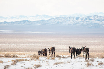 Burros in Nevada