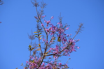 Flor do Cerrado brasileiro - Pau-de-Rosas
