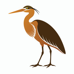 vector Bittern on white background