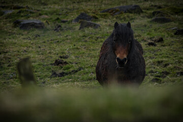 Fototapeta premium horse in the fields