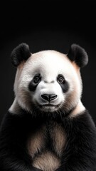 Obraz premium Panda against an isolated background, showcasing its unique appearance and detailed fur in a simple, uncluttered environment.
