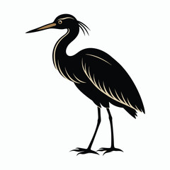 vector Bittern on white background