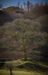 tree in the mountains