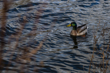 duck on a pond