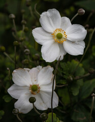 Obraz premium white flowers