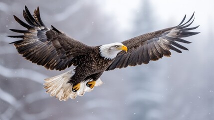 Fototapeta premium Bald eagle with a flag waving in the background, isolated on a smooth white background