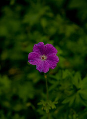 Fototapeta premium flower in the garden