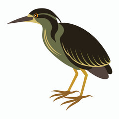 vector Bittern on white background