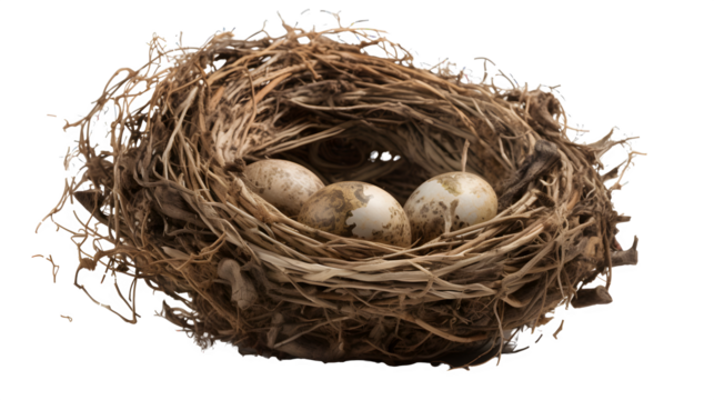 one alone nest with eggs isolated on the white