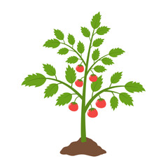 Vector illustration of a young tomato plant with green stems, leaves, and ripe red tomatoes growing in brown soil. Perfect for agriculture, gardening, organic food, and healthy eating concepts.
