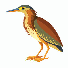 vector Bittern on white background