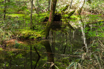 Obraz premium 日本 長野県松本市安曇にある山岳景勝地の上高地 林間コース沿いの風景