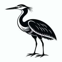vector Bittern on white background