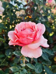 pink rose in garden