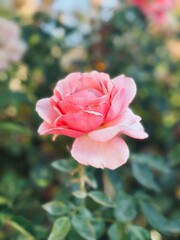 pink rose