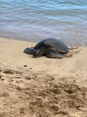 turtle on the beach