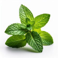 Mentha or mint leaves isolated on white background. 