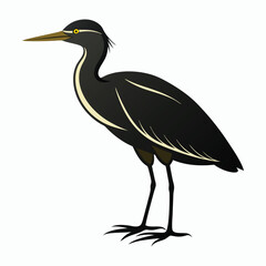 vector Bittern on white background