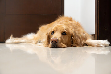 A Golden Retriever rests sweetly on the floor of an apartment, lying near the doors. The image evokes the concept of a calm, patient dog living indoors
