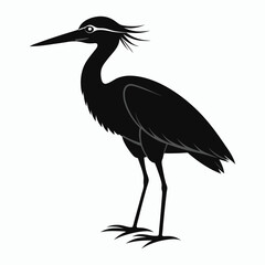 vector Bittern on white background