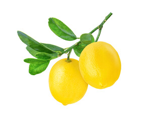 lemons with leaves