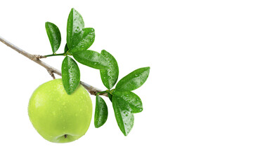 Green apple isolated on white background