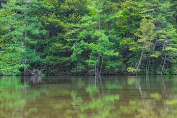 日本　長野県松本市安曇にある山岳景勝地の上高地　穂高神社奥宮神域の明神池の一之池