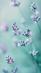 Obraz premium Purple lavender blooms