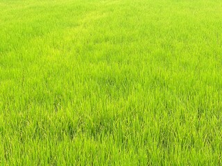 Rice fields in the morning
