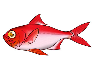 キンメダイ 'splendid alfonsino' イラスト 輪郭付き ややリアル