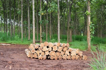 stacked of teak wood in the teak forest