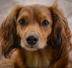 portrait of a dog