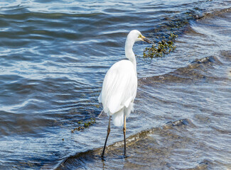 Great White Egret Fishing
