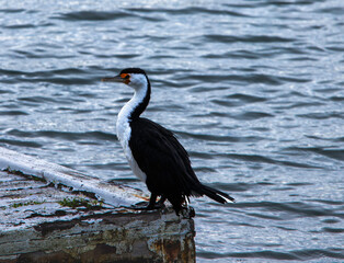 Pied Cormorant on the pier