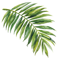 Naklejka premium A single lush green palm frond.