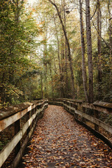 Fototapeta premium Autumn Walk in the Park