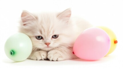 Obraz premium A fluffy white cat rests comfortably surrounded by pastel-colored balloons on a clean white surface