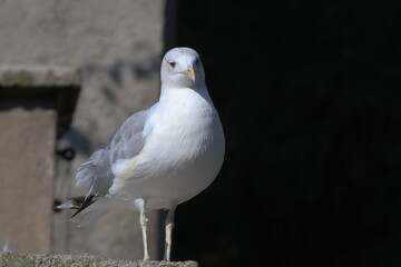 seagull