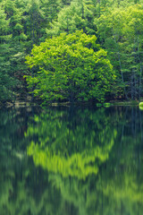 日本　長野県茅野市にある御射鹿池　水面に鏡面反射する新緑のカラマツの木々
