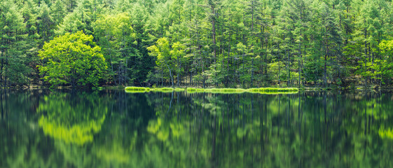 日本　長野県茅野市にある御射鹿池　水面に鏡面反射する新緑のカラマツの木々